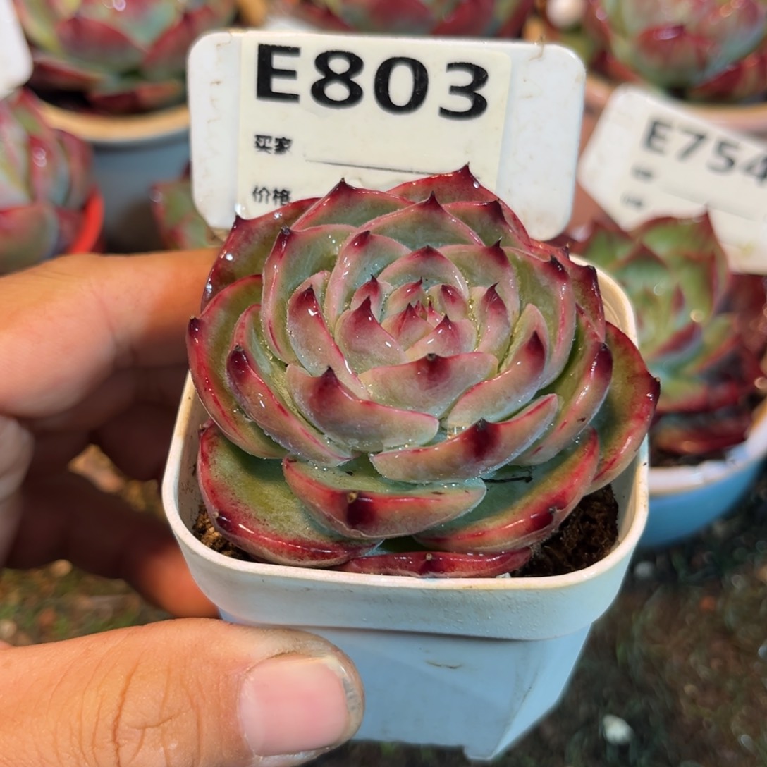 惊鸿一瞥803年前