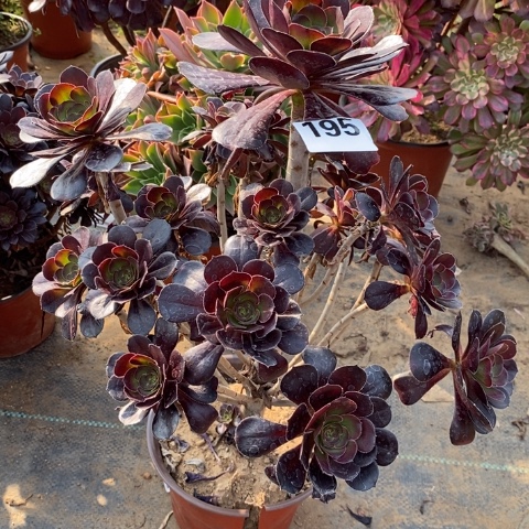 嘿圆叶多肉植物法师不包损