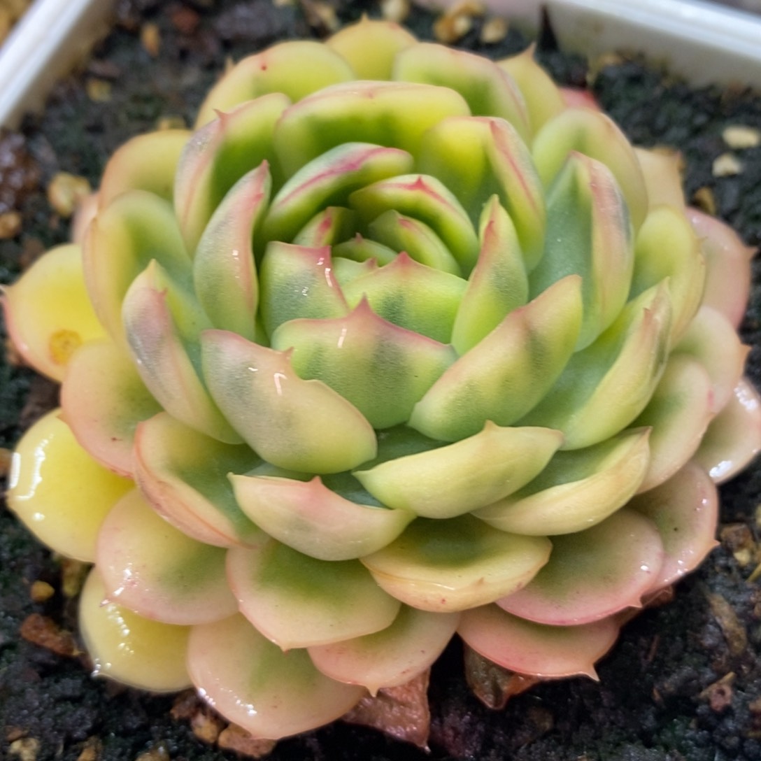 草莓冰锦 多肉植物