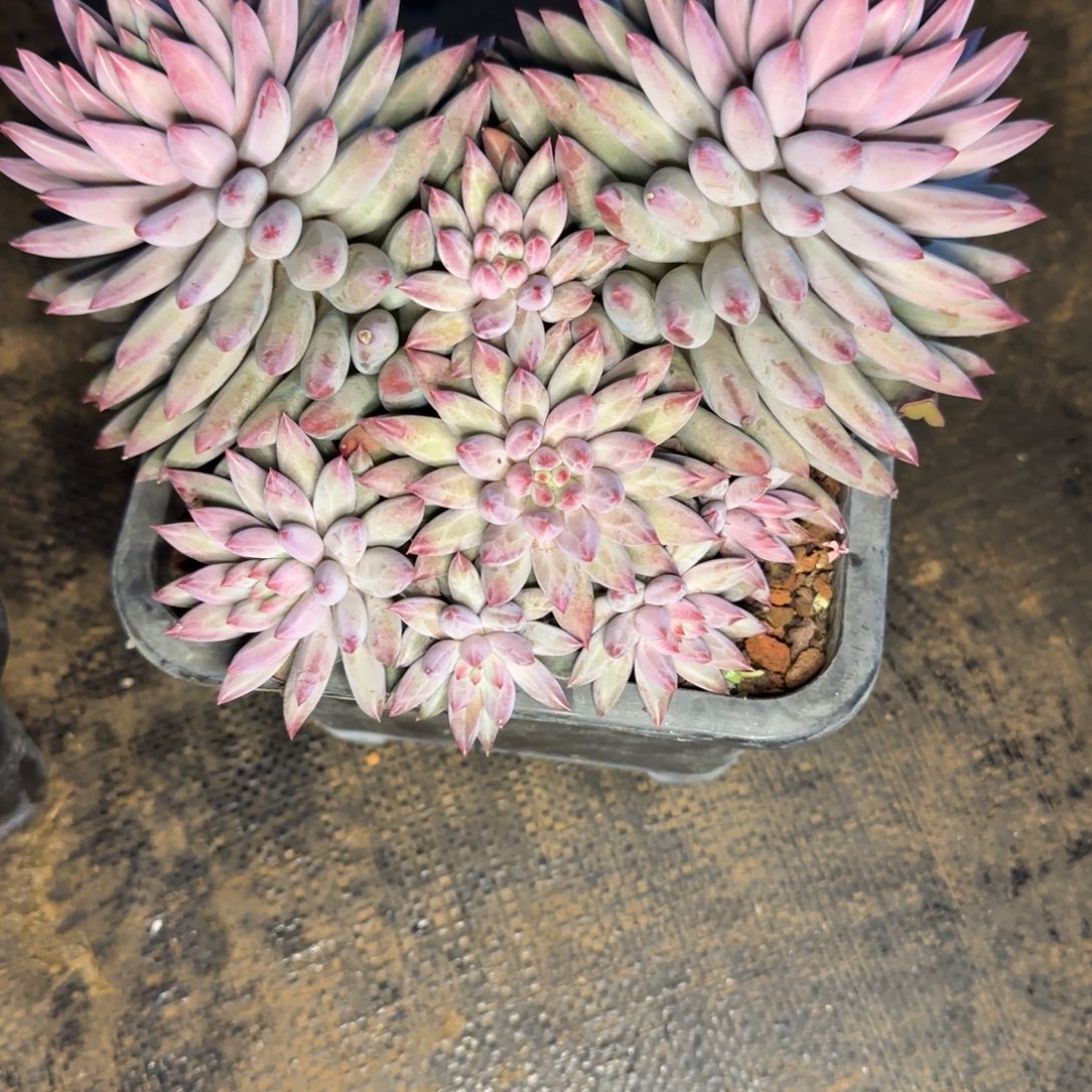 少***土多肉植物多肉植物