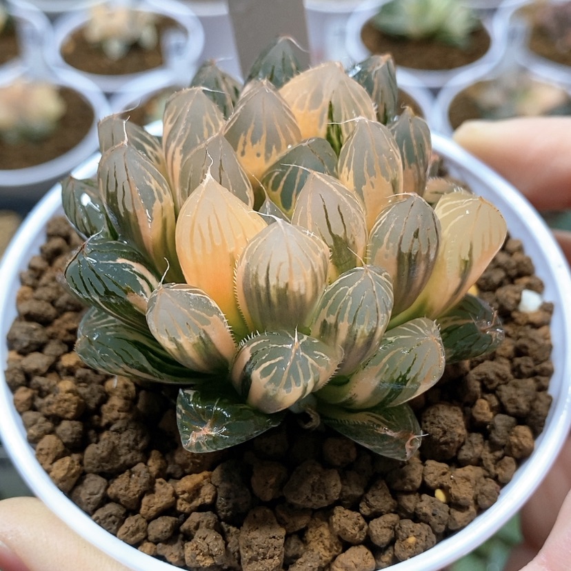 【闪购商品】156胭脂玉露锦