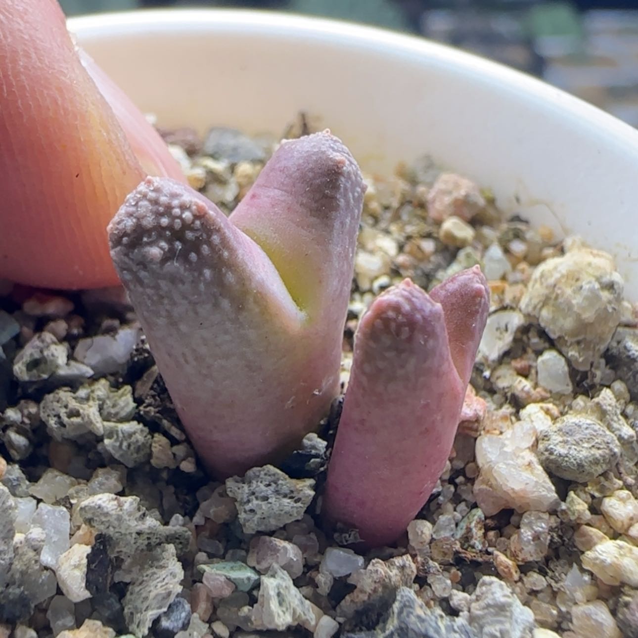 【闪购商品】哥斯拉22030