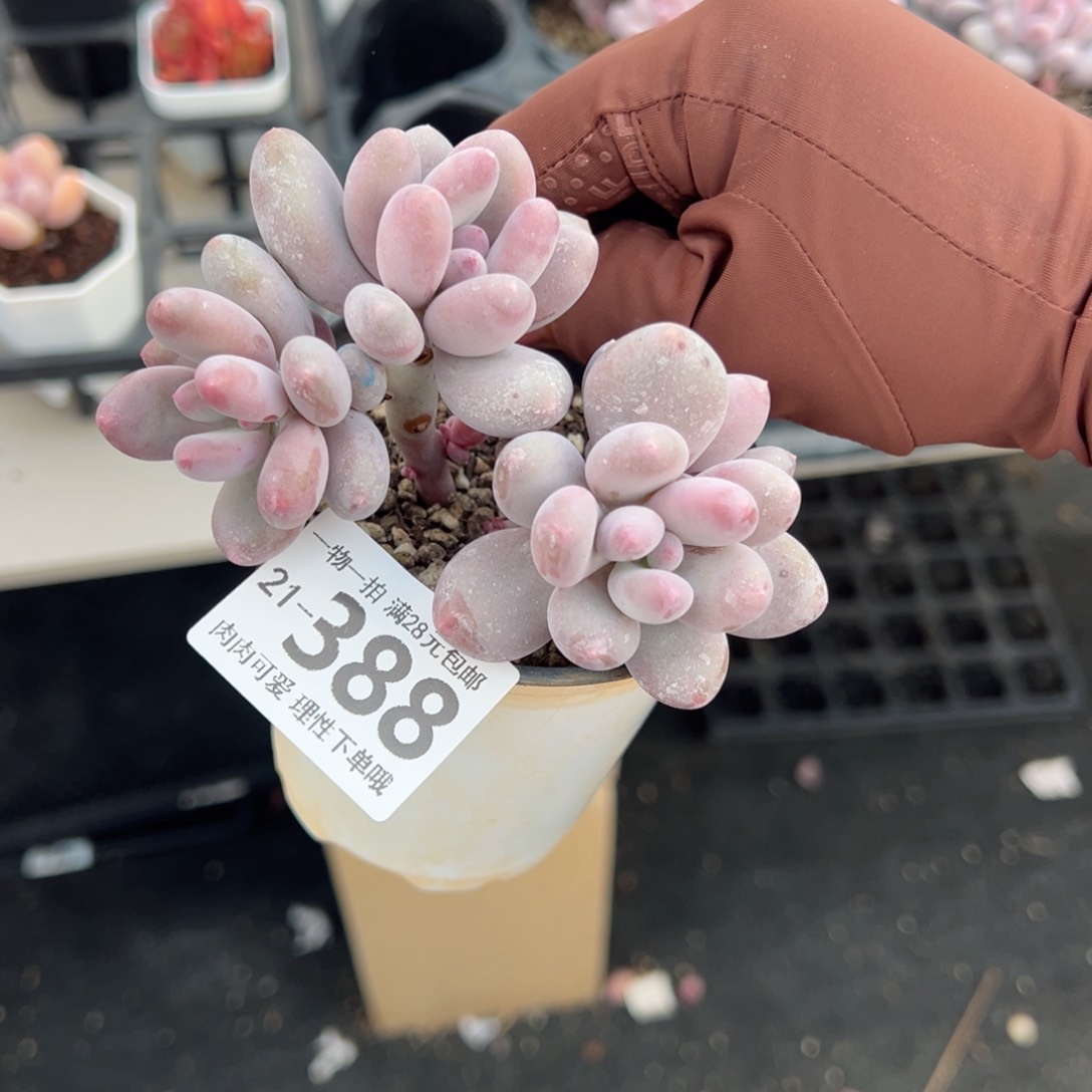 海狸美人多肉多肉多肉