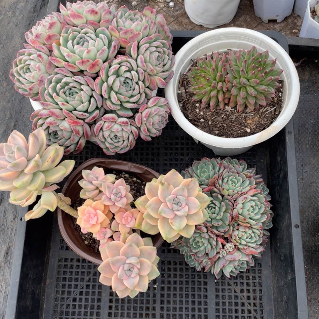 一物一拍 四棵一组