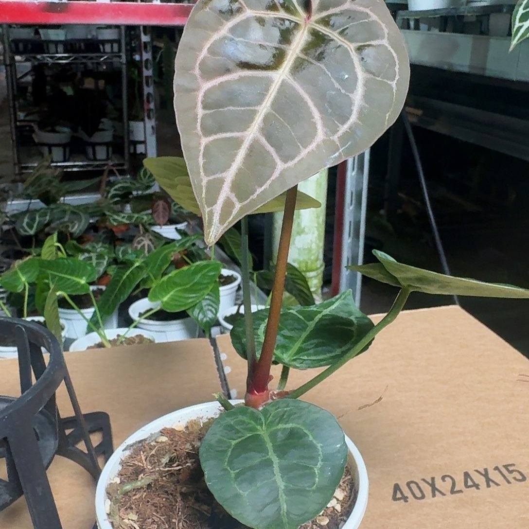 完全开放Z97铜锣烧杂