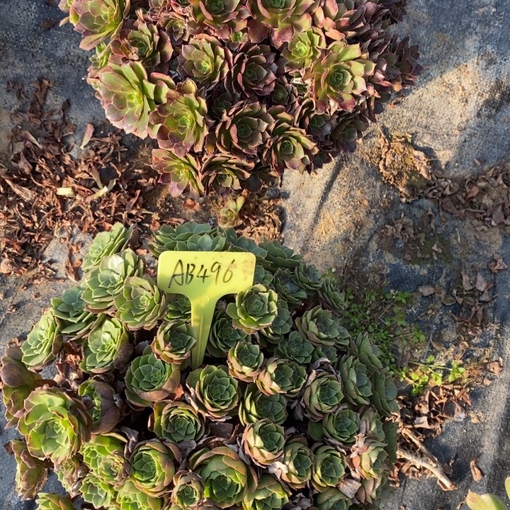 法师组合496号3棵1111111