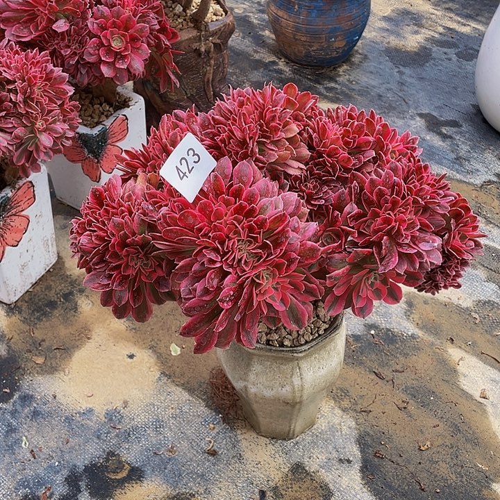 423号粉女巫法师微瑕