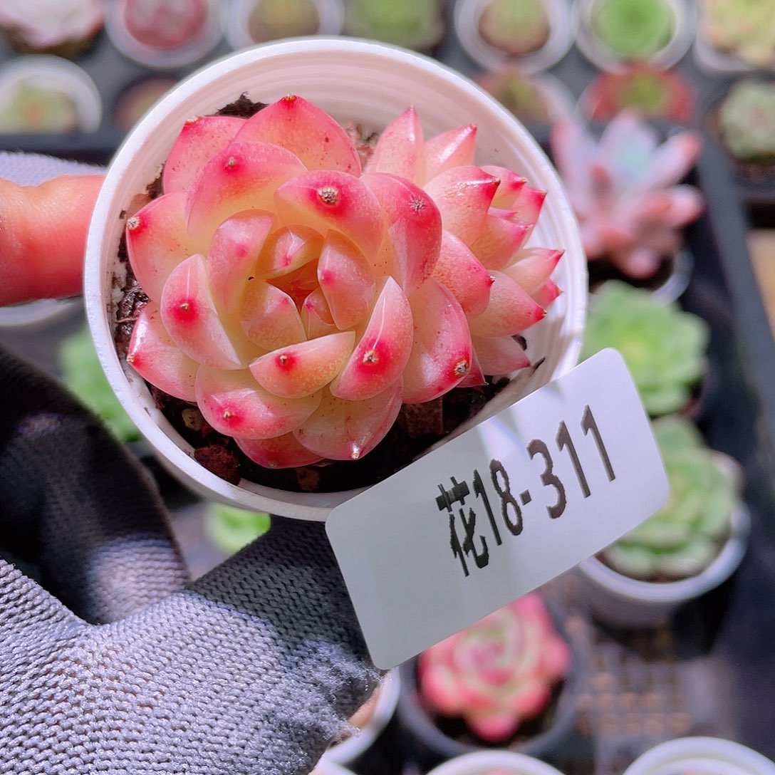 花利美18-311新品