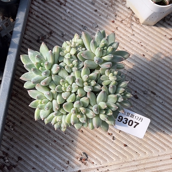 阿雅园艺。        9307落雪美人