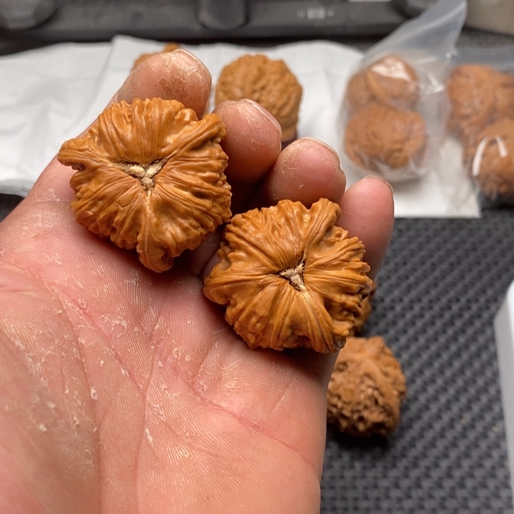 核桃把件拼接白狮子6