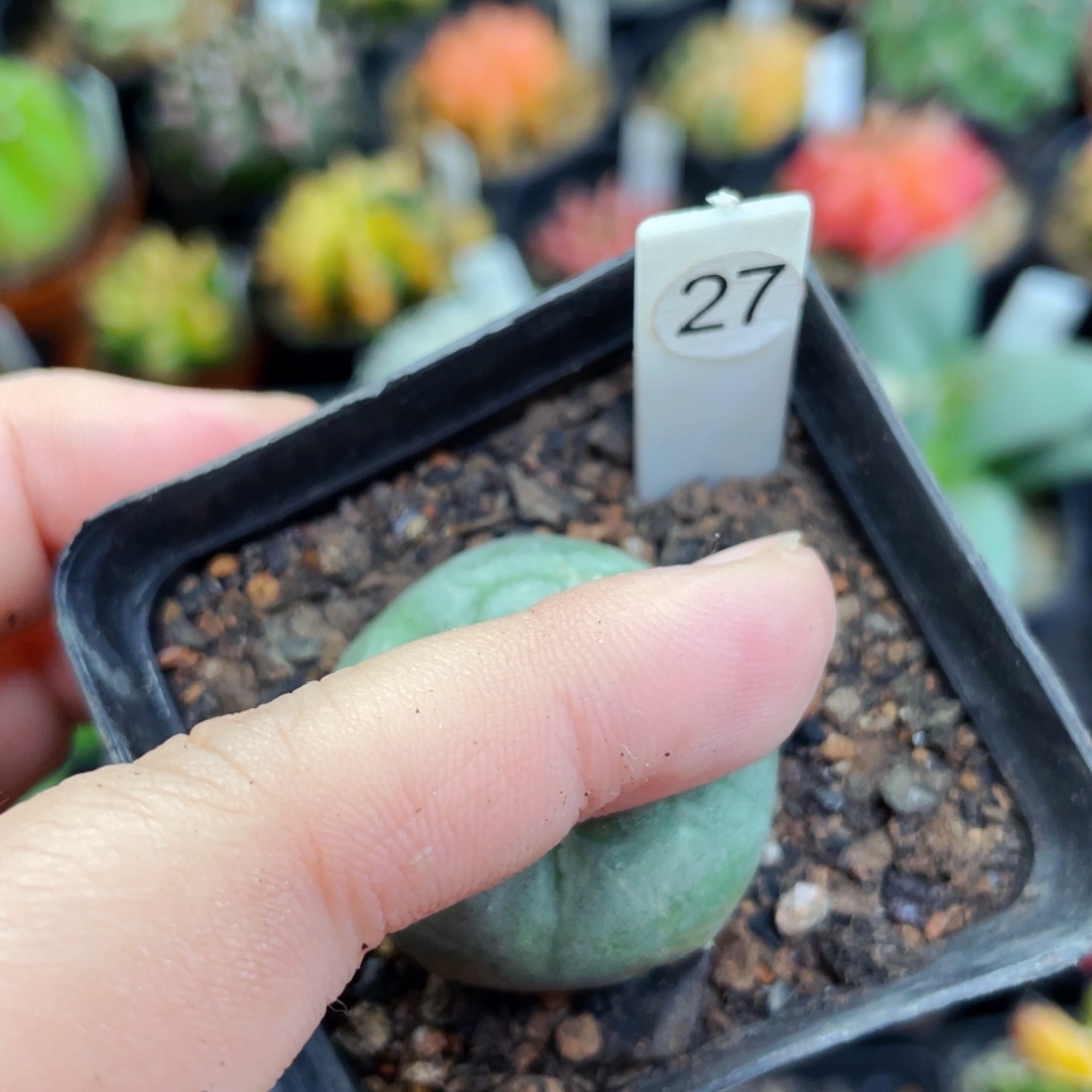 盆5公分满25包邮裸根发货