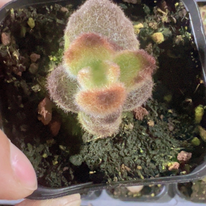 泰迪熊精品多肉植物大战