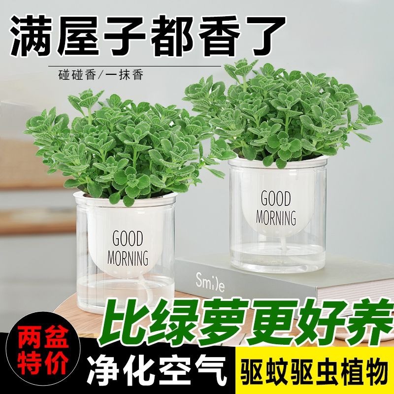 碰碰香香盆栽浓香型绿植可食用客厅阳台室内碰碰香盆栽