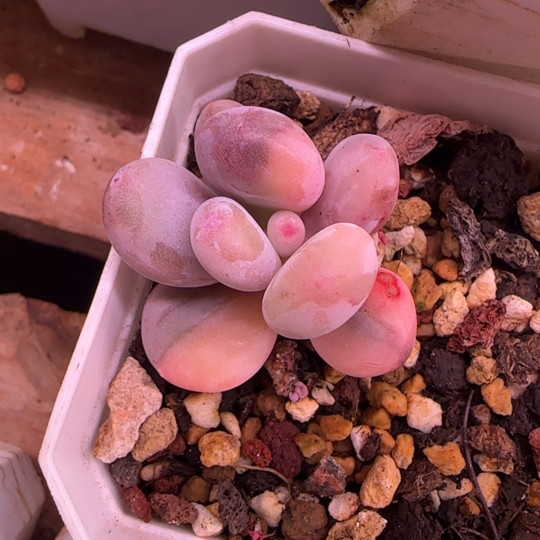 王**?怼怼 多肉植物