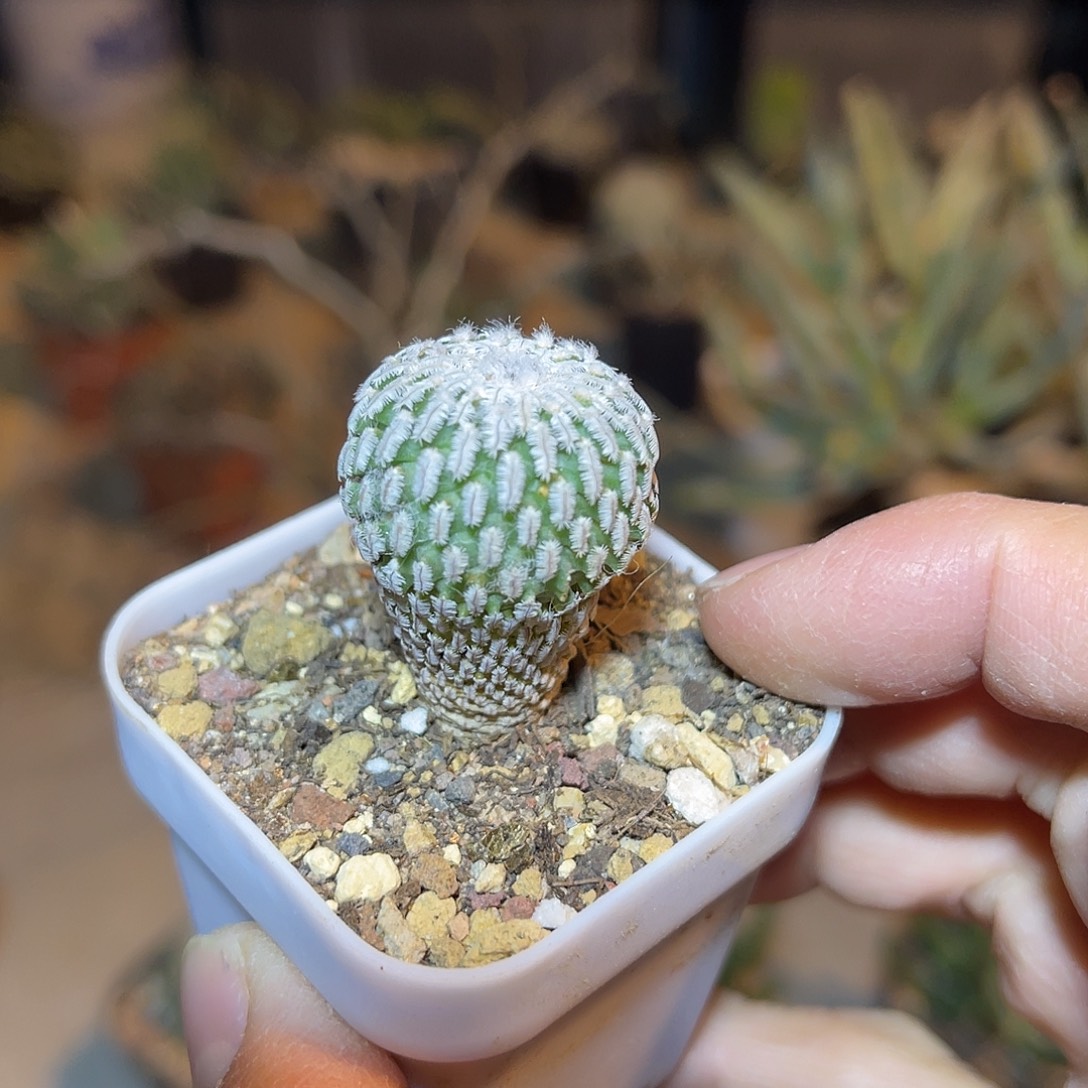 子播实生精巧殿仙人球