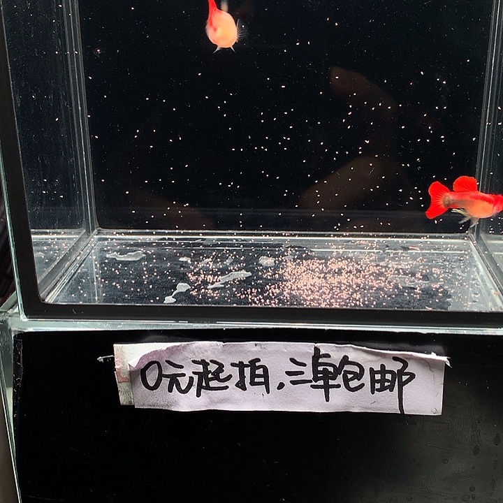 孔雀鱼深海兰玻璃猫一对