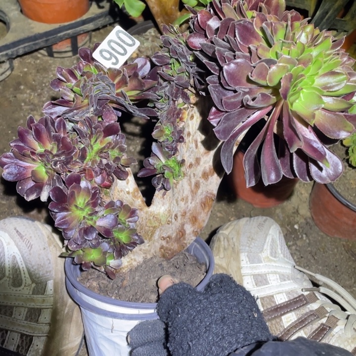 微瑕欧紫缀18厘米左右900