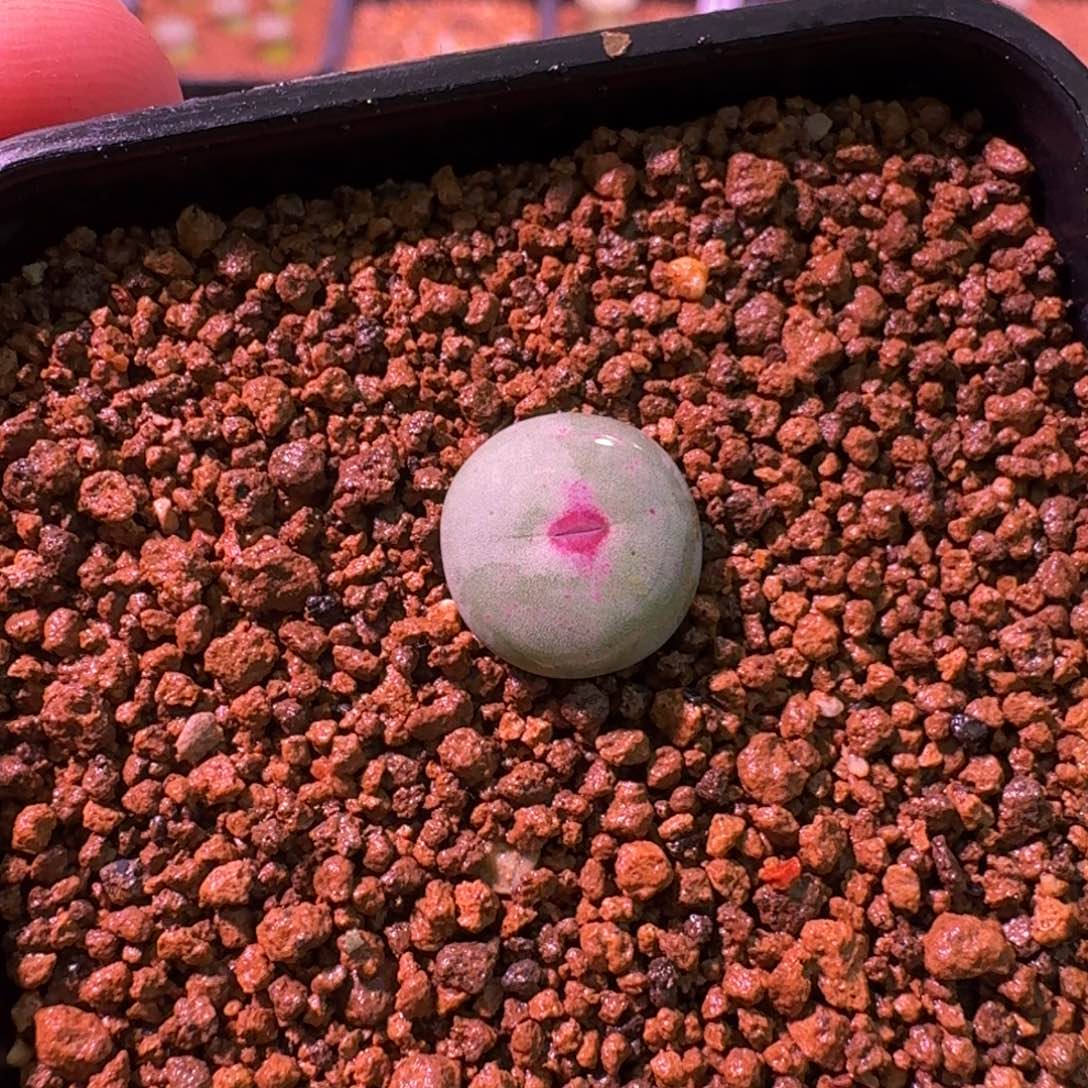 D****k云缦精品番杏23.20