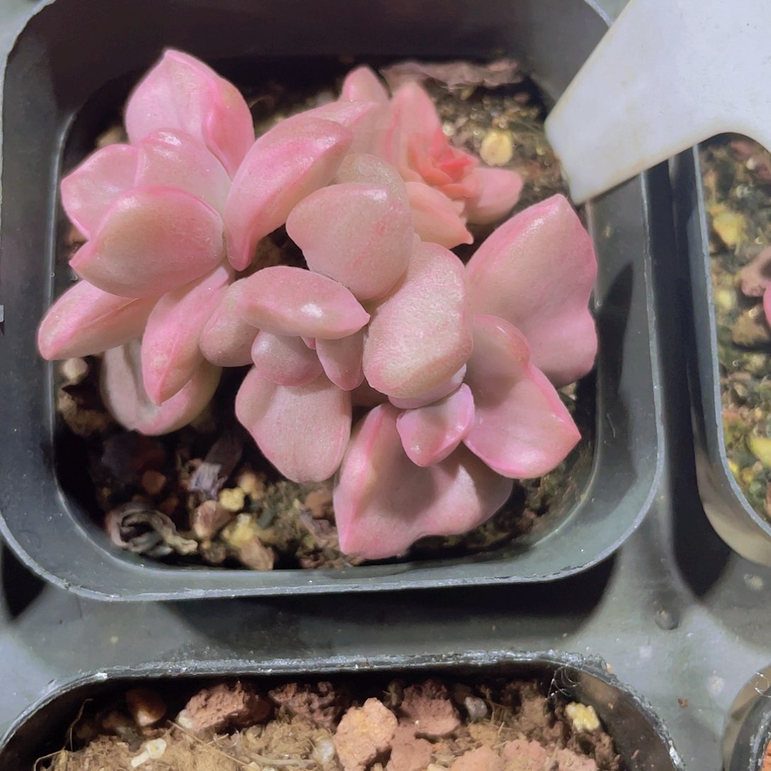 石化彩虹糖拉丝锦w083一物一拍