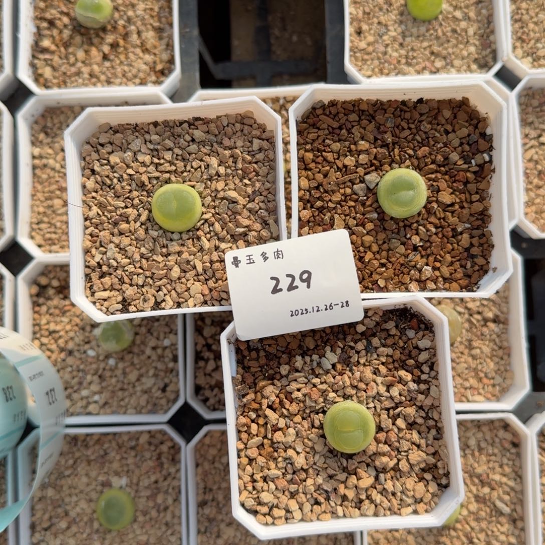 ****子多肉多肉多肉12-229