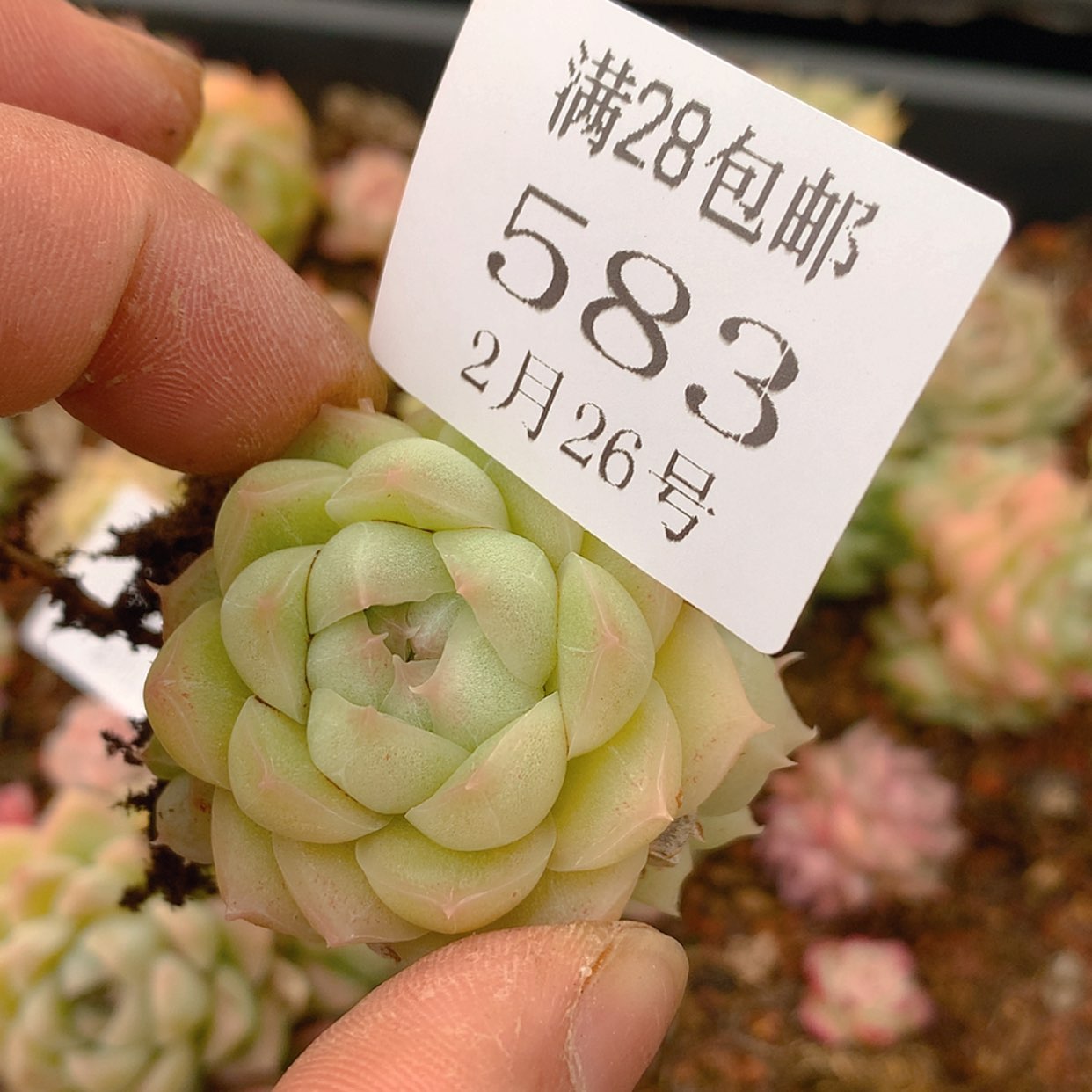 【闪购商品】云583