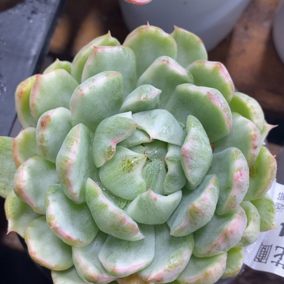 484女王玛利亚锦单头