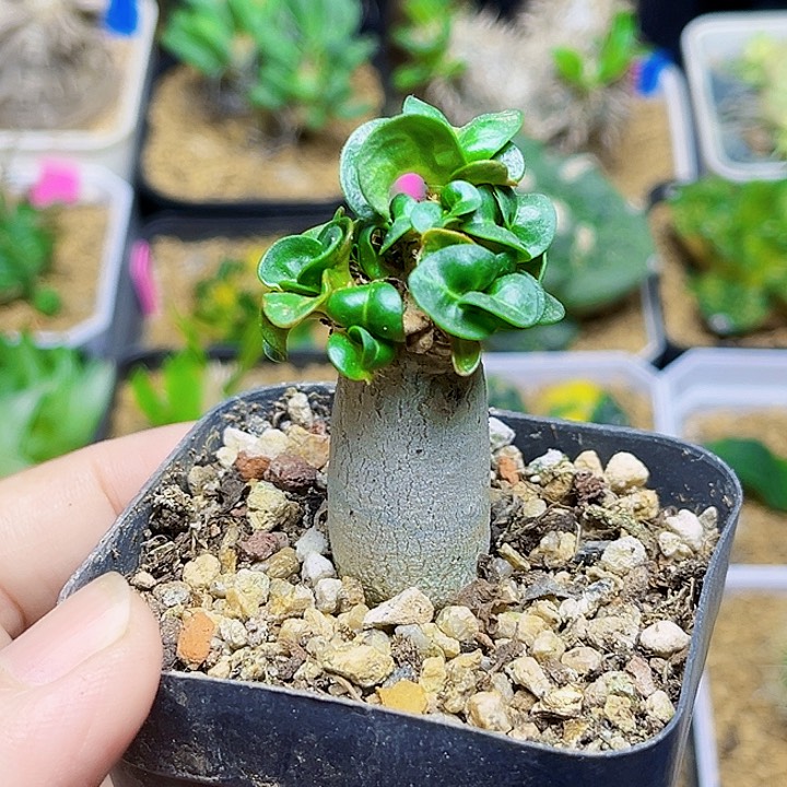 卡汉羊角沙漠玫瑰