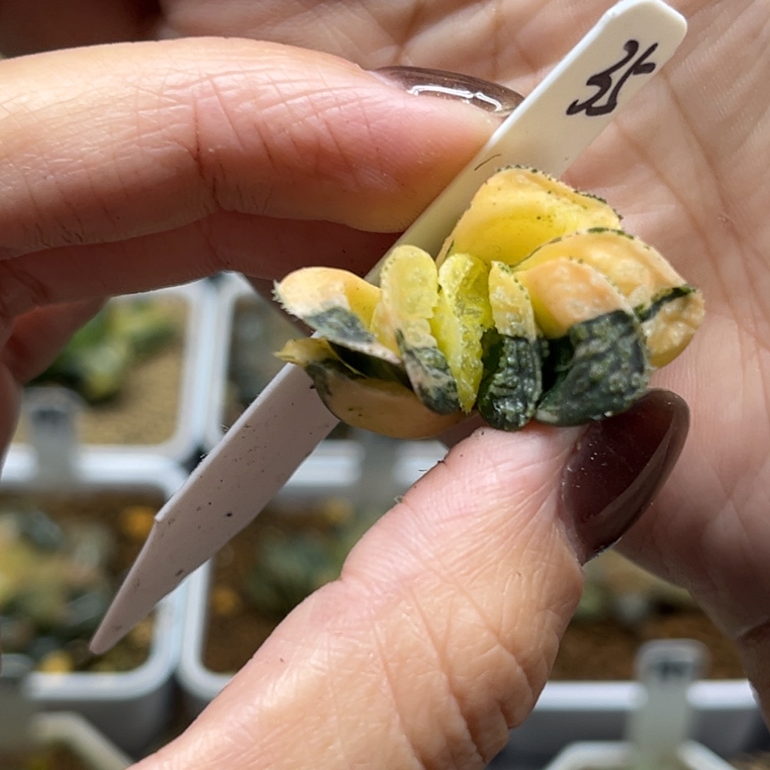 35摩多寿锦（根不好介意勿拍）福利专场