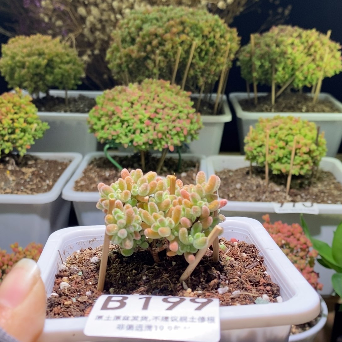 冰晶枝干番杏B199
