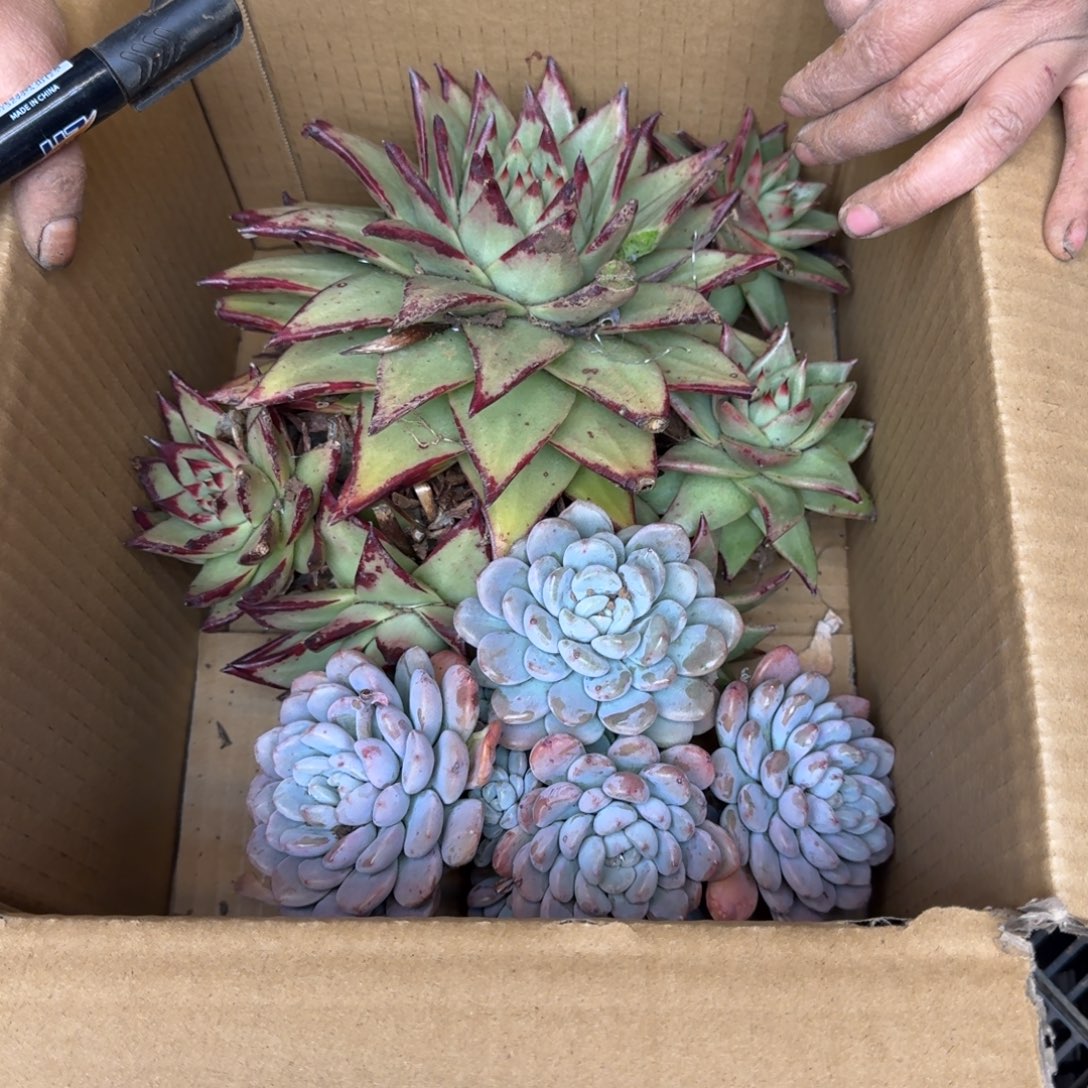 及***'多肉砍头 不包损1262