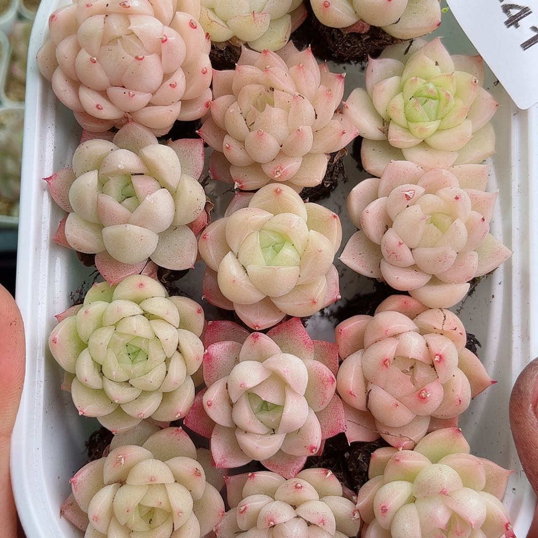 1-41 新疆西藏内蒙不发12.8包邮2-3公分