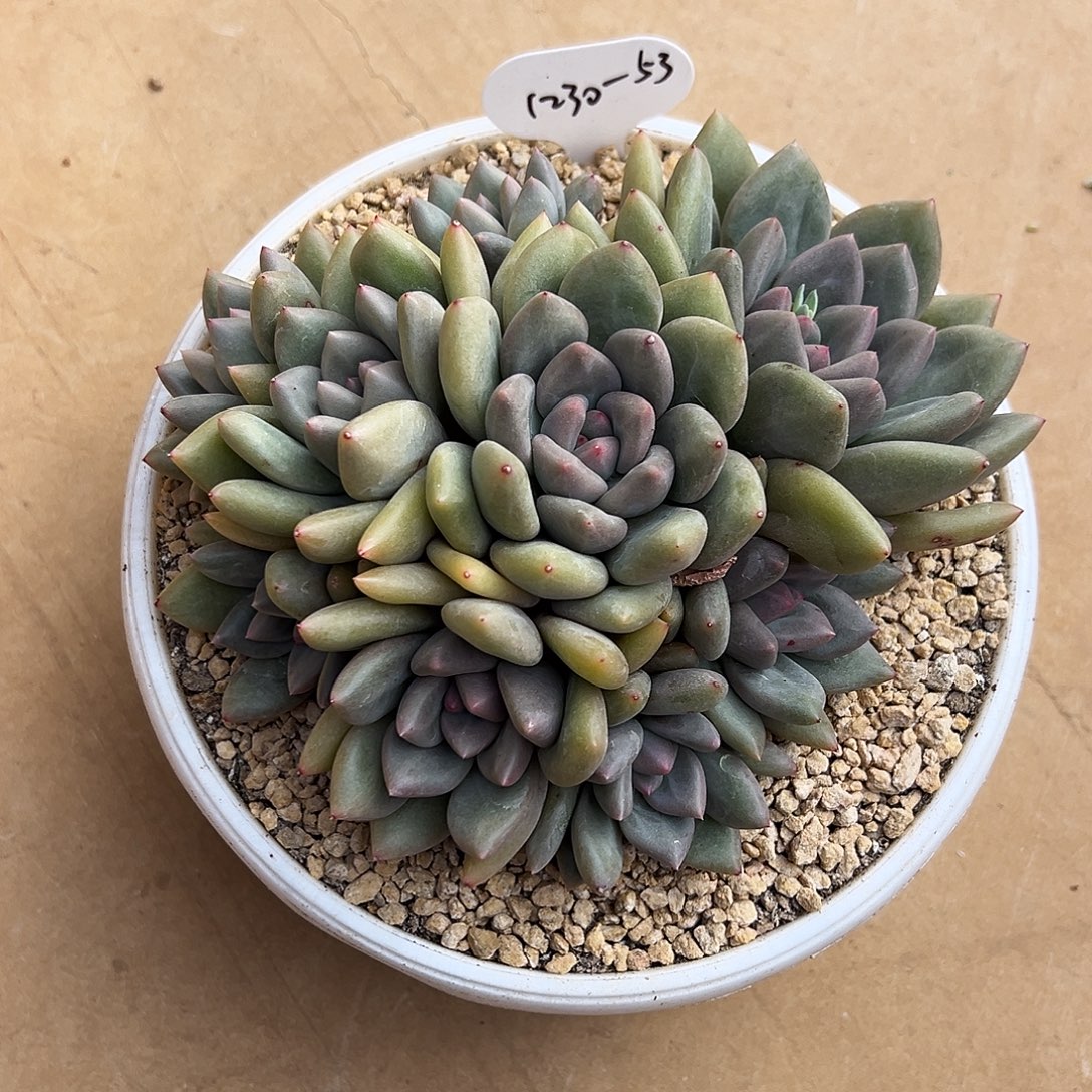 山***栀1230-53蜜家新品B脸