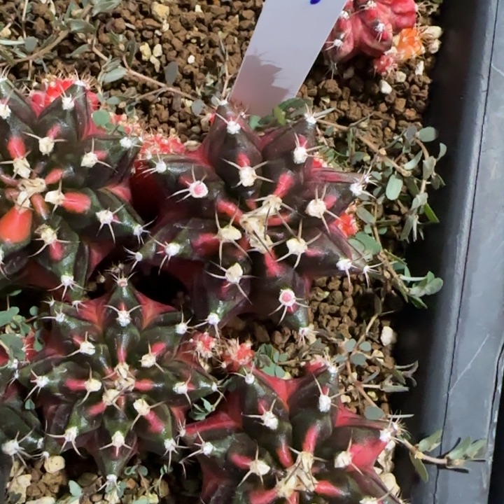 25-0118南方美人泰国发货多肉