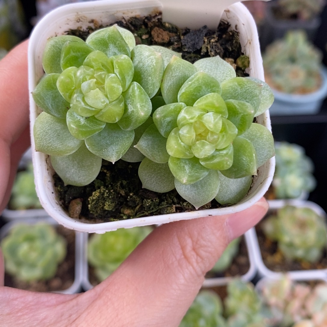 泼天富贵双头229号