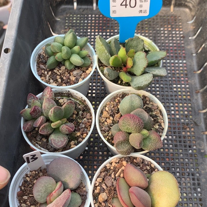 套餐 六颗。40。   