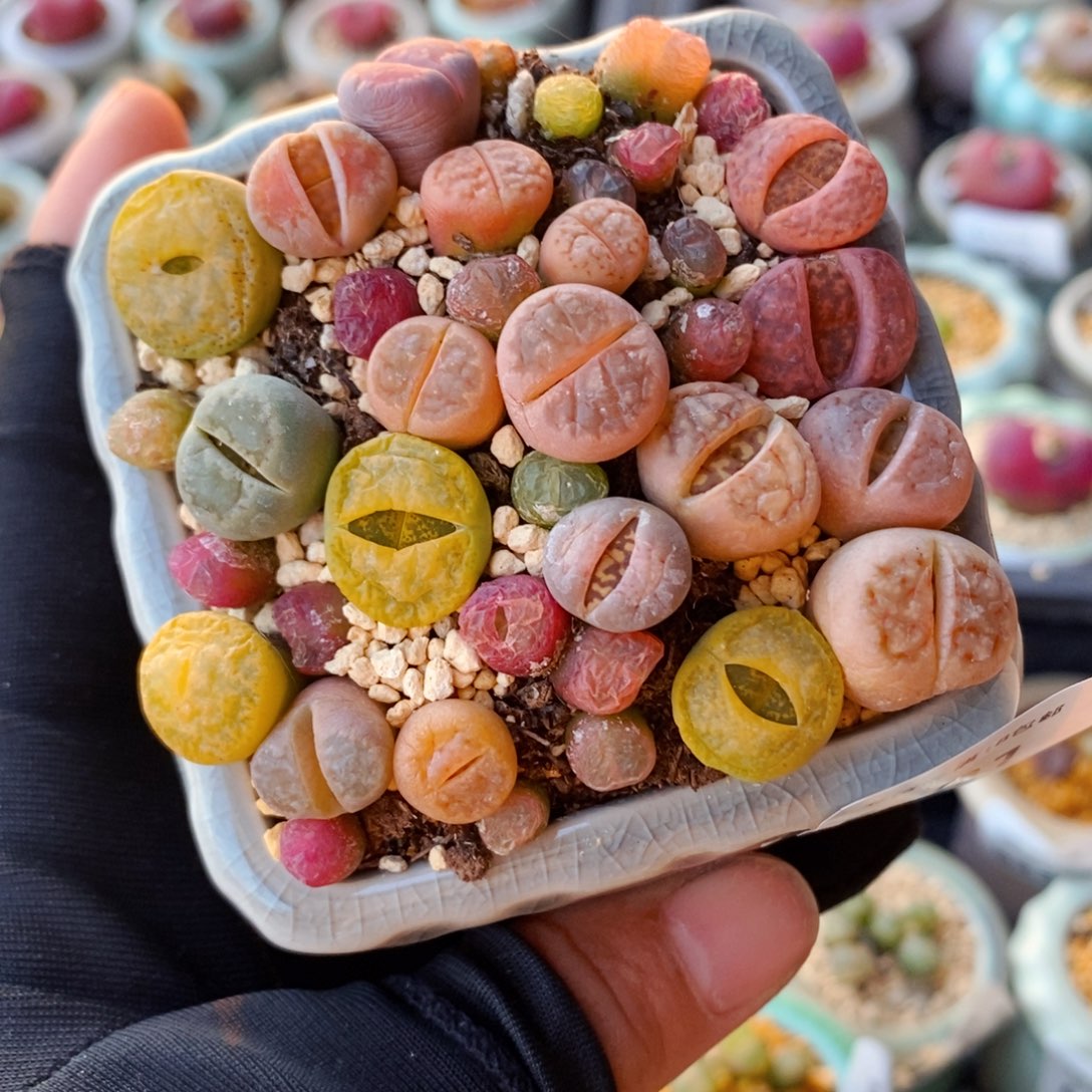 5401--一物一拍 带盆