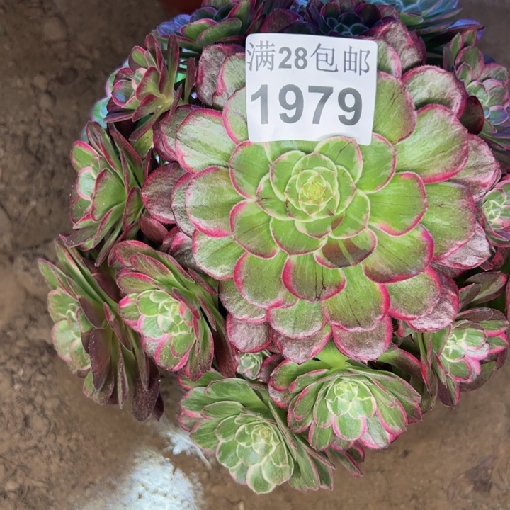 1979莲花多肉植物