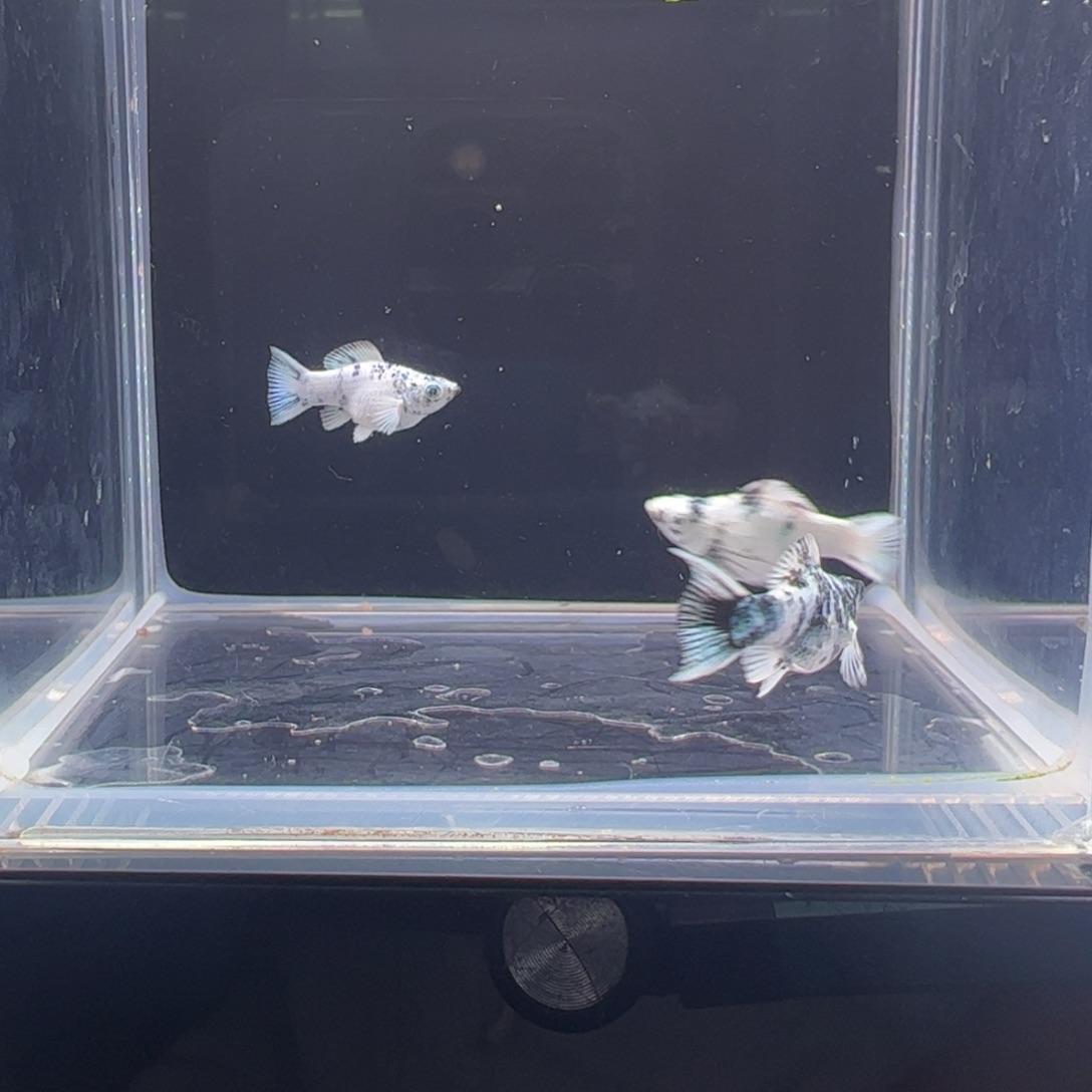 黑玛丽鱼水墨亚成3只