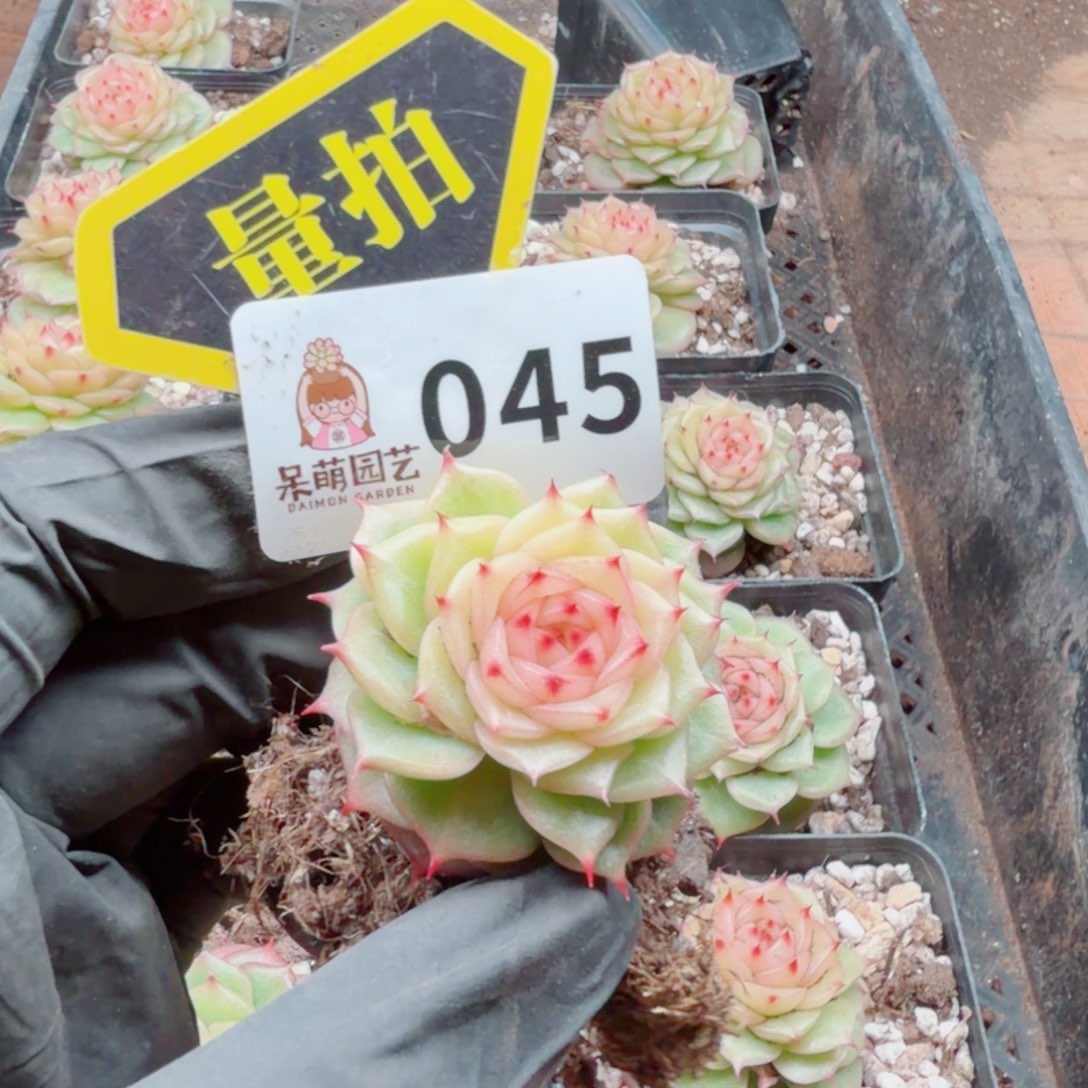 多肉植物多肉植物