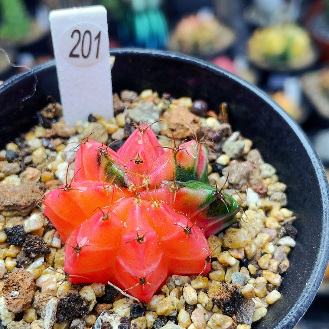 非偏远地区满25包邮仙人球