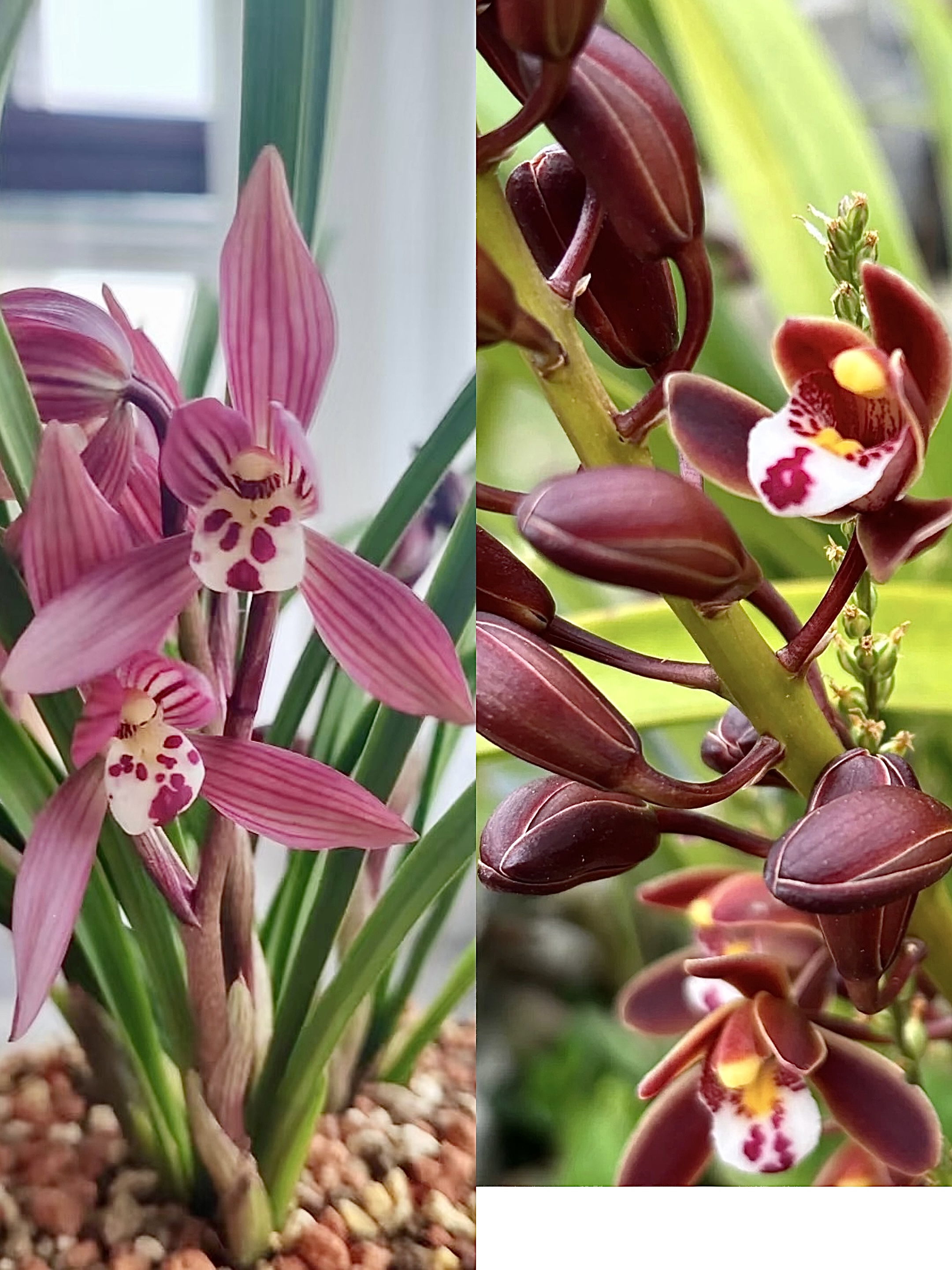 阿友直播间一物一拍各种山货包邮申通