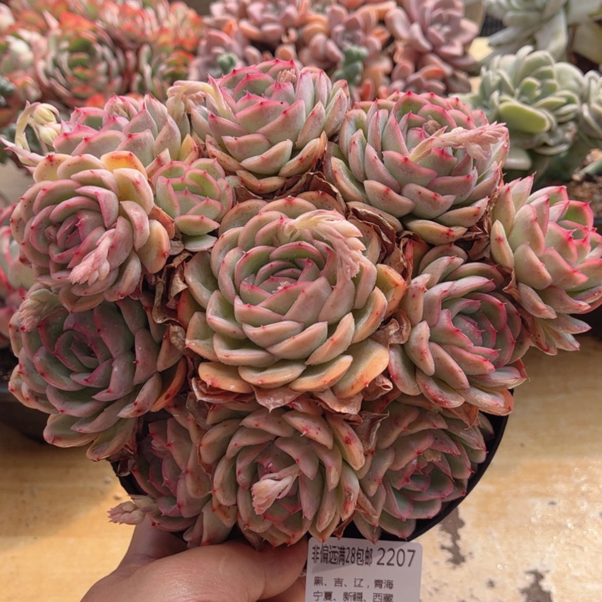 【闪购商品】2207草莓奶