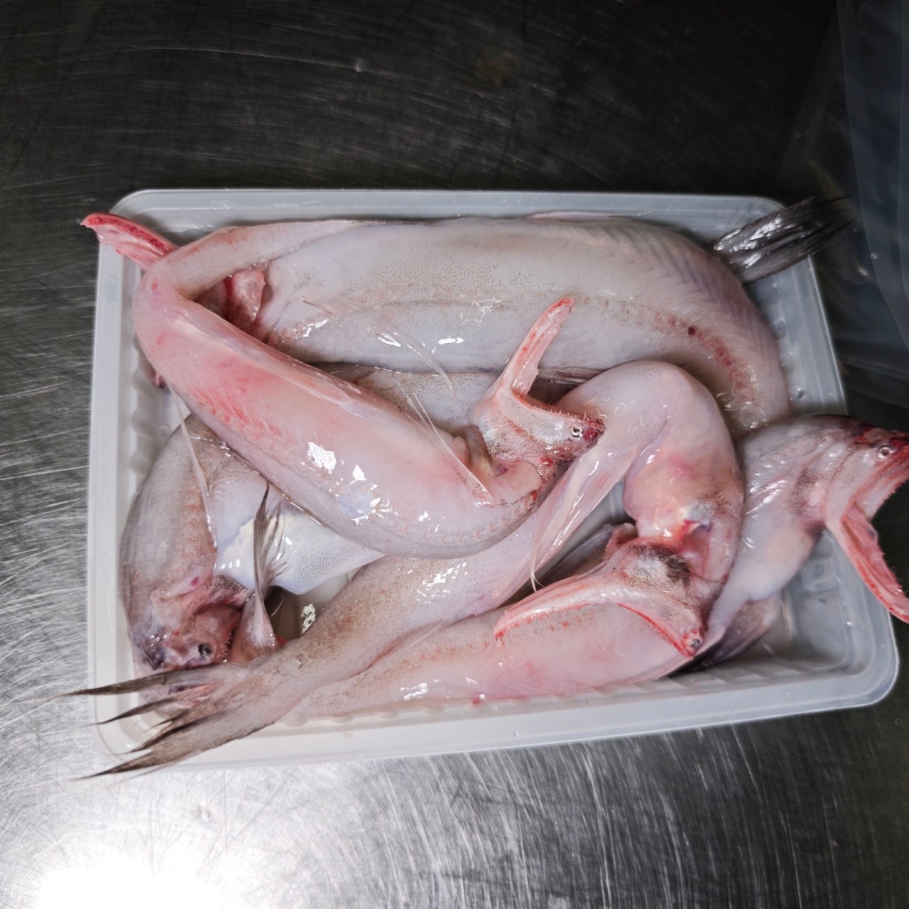 豆腐鱼   速冻锁鲜顺丰发货