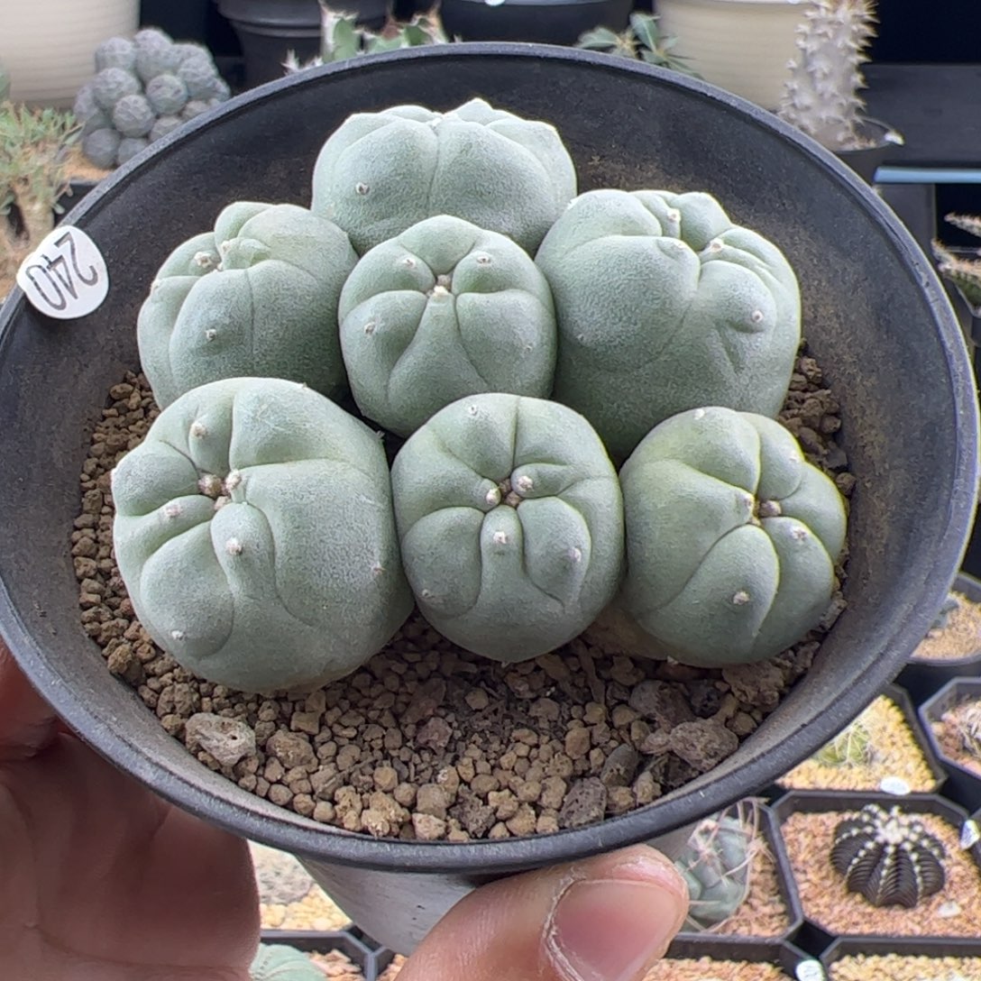 草球群一物一拍240