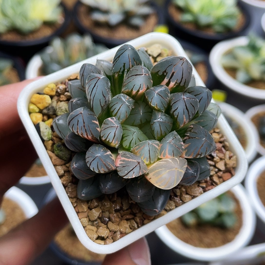 霓虹灯玉露锦十二卷