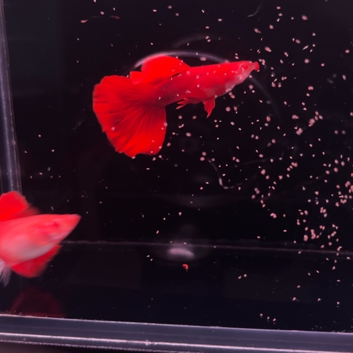 孔雀鱼红玫瑰白子1对