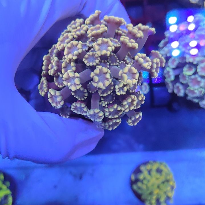 智海珊瑚不退换不包邮