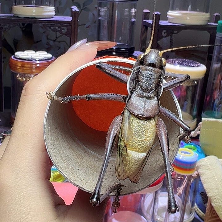 蝈蝈蝈蝈蝈蝈蝈蝈