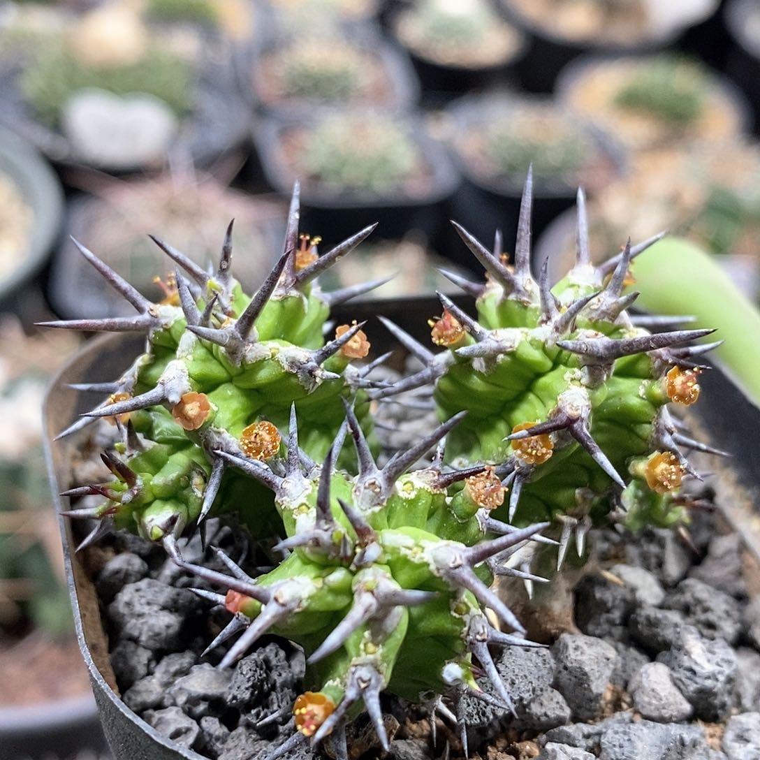 宝藏麒麟大戟仙人球