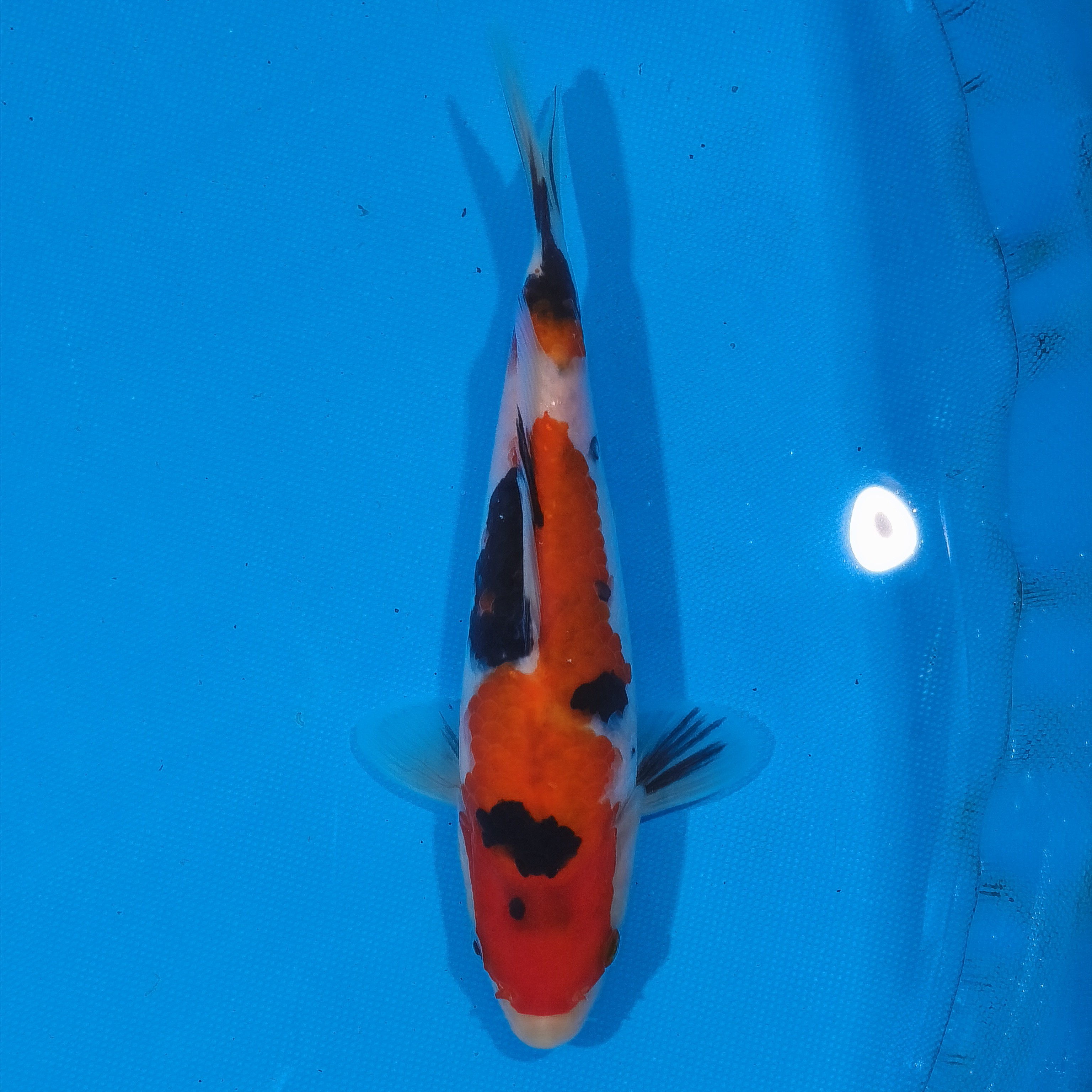 小锦润锦鲤（手术过，21cm大正）锦鲤观赏活体红白大正昭和